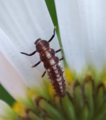 Coccinellinae