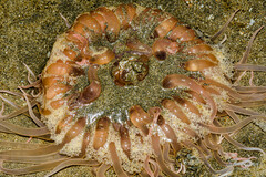 Paracondylactis sinensis