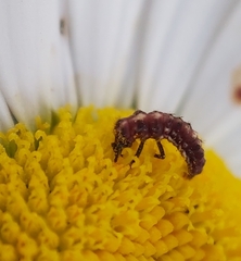 Coccinellinae
