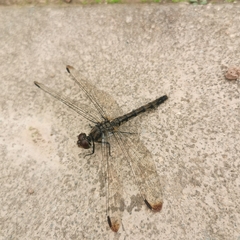 Sympetrum risi