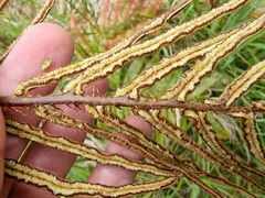 Blechnum procerum