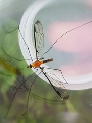 Aurotipula clara