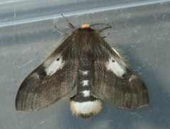 Nataxa flavescens