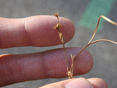 Juncus dudleyi