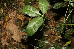 Rutaceae