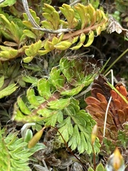 Anisotome flexuosa