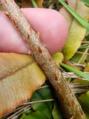 Blechnum procerum
