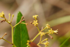 Parsonsia brownii