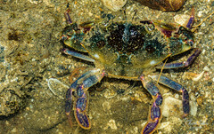 Portunidae