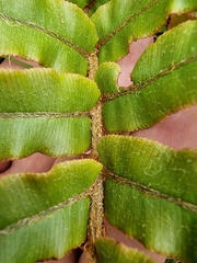 Blechnum procerum