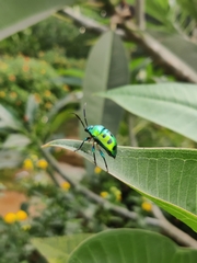 Chrysocoris stollii