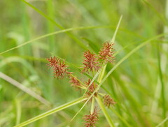 Cyperus lucidus