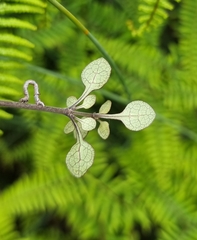 Coprosma tenuicaulis