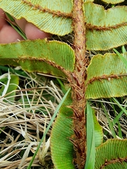 Blechnum procerum