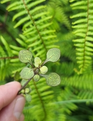 Coprosma tenuicaulis