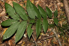 Dysoxylum rufum