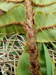 Blechnum procerum