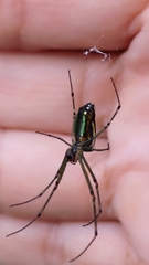 Leucauge blanda