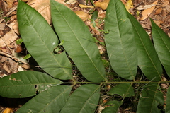 Dysoxylum rufum