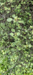 Coprosma tenuicaulis