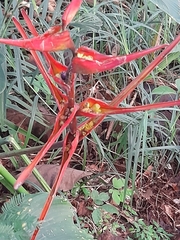 Heliconia latispatha