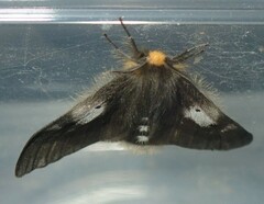 Nataxa flavescens
