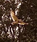 Asio flammeus observed 2022-11-26