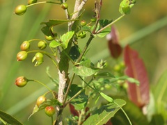 Ochna natalitia