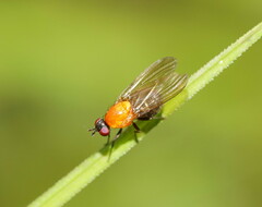Sapromyza sciomyzina