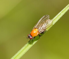 Sapromyza sciomyzina
