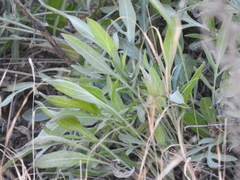 Diplotaxis tenuifolia