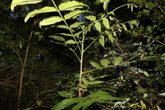 Dysoxylum rufum