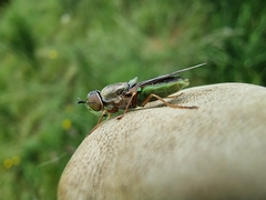 Odontomyia