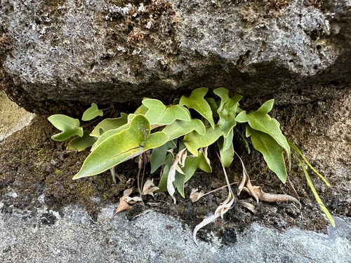 Pyrrosia hastata iNat (2)