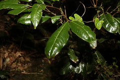 Mischocarpus australis