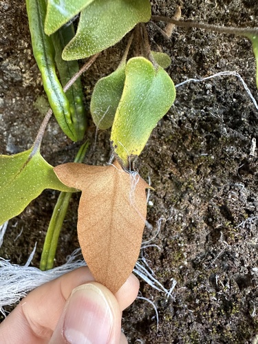 Pyrrosia hastata, photograph 2