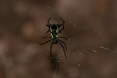 Micrathena vigorsi