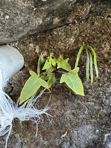 Pyrrosia hastata, photograph 3