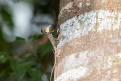 Draco maculatus haasei