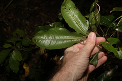 Mischocarpus australis