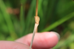 Festuca subverticillata