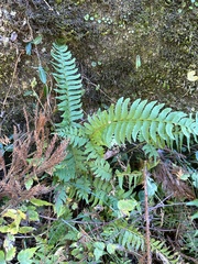 Polystichum tripteron