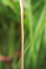 Festuca subverticillata