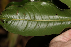 Mischocarpus australis