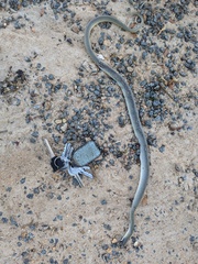 Crotaphopeltis hotamboeia