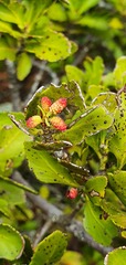 Phyllocladus alpinus