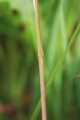 Festuca subverticillata