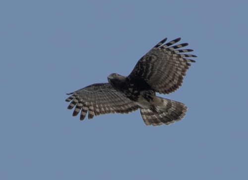 Madagascar Cuckoo-Hawk (Aviceda madagascariensis), photo 6