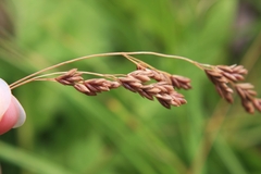 Festuca subverticillata