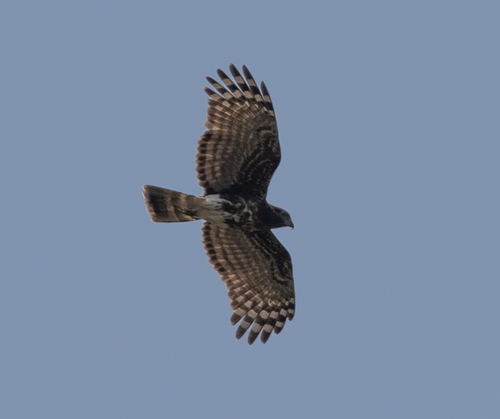 Madagascar Cuckoo-Hawk (Aviceda madagascariensis), photo 7